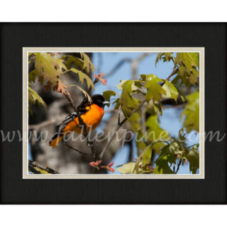 Oriole On Oak 1 SP-167