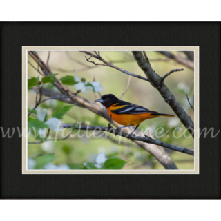 Oriole on Dogwood 2 SP-172