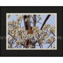 Ozark Female Cardinal on Dogwood 2 SP-53