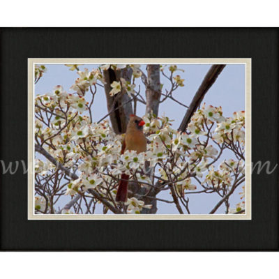 Ozark Female Cardinal on Dogwood 2