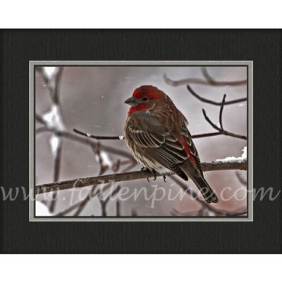 Ozark House Finch in Winter