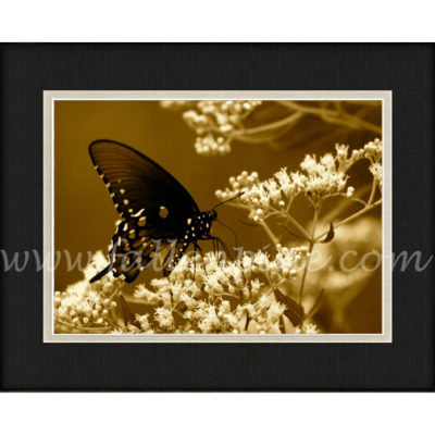Ozark Swallowtail 2 in Sepia
