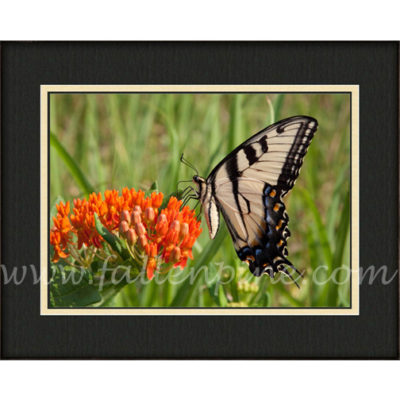 Ozark Tiger Swallowtail 1