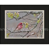 Purple Finch Spring 1 Sp-109