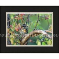 Rose-Breasted Grosbeak on Oak 2 SP-153