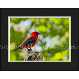 Scarlet Tanager Summer Sp-126