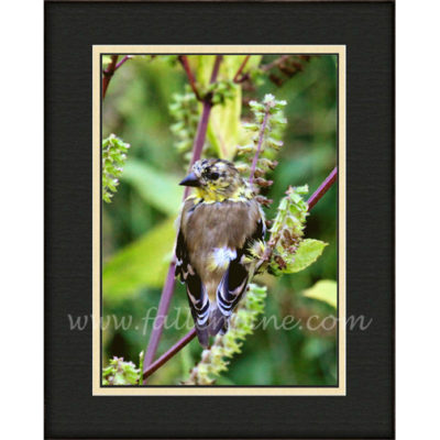 Ozark Goldfinch 2