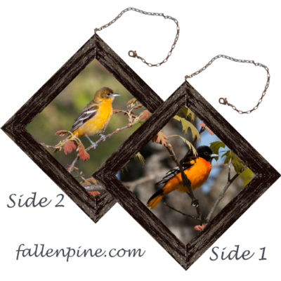 Baltimore Oriole