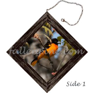 Male Oriole