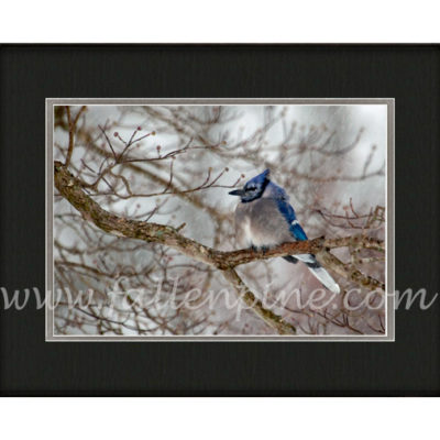 Blue Jay Snow Shower