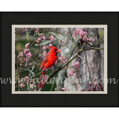Cardinal Spring Oak 2