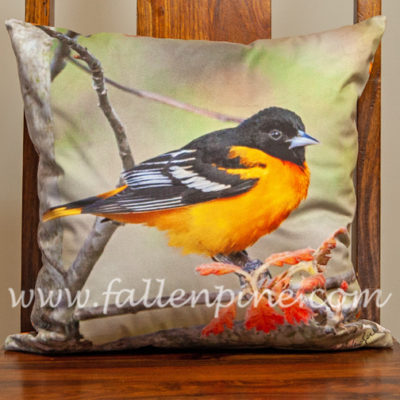 Baltimore Oriole on Oak 3
