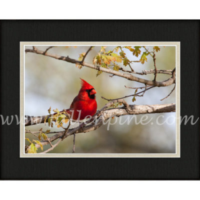 Cardinal Spring Oak 1