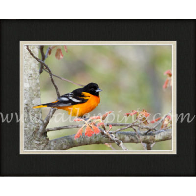 Oriole on Oak 3