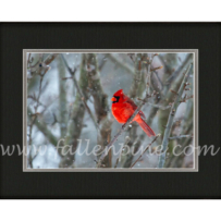 Snow Apple 1 (Male Cardinal)