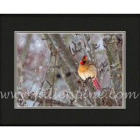 Snow Apple 2 (female Cardinal)