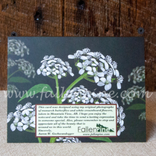 monarch butterflies white crownbeard flowers