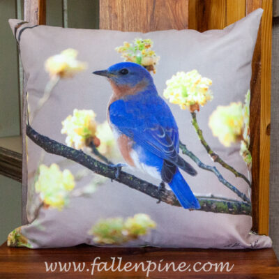 bluebird sassafras