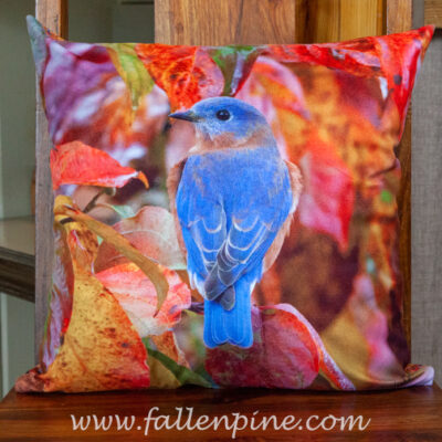 autumn bluebird